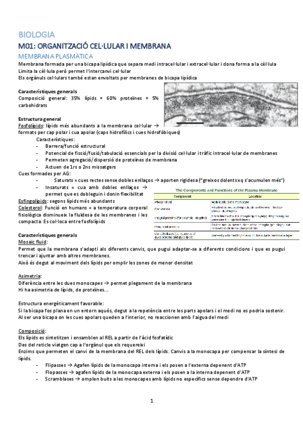 Miniatura del documento APUNTS-biologia.pdf