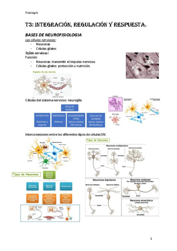 Miniatura del documento Fisiologia-t3.1.pdf
