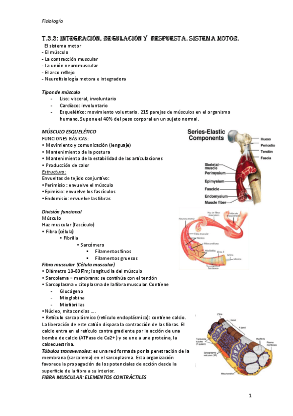 Miniatura del documento T3.3-fisiologia.pdf