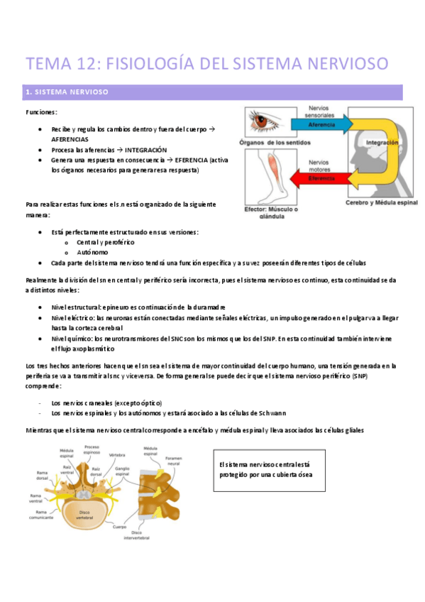 Miniatura del documento TEMA-12-FISIOLOGIA-DEL-SISTEMA-NERVIOS-copia.pdf