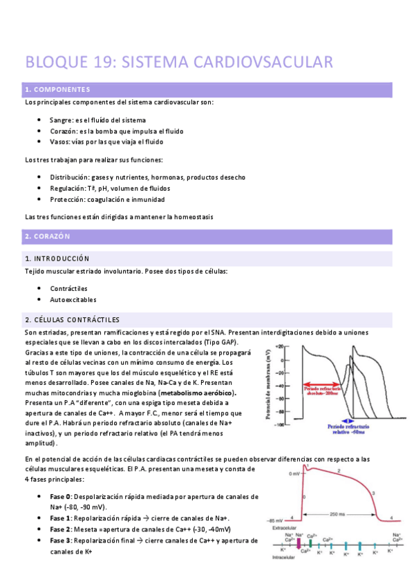 Miniatura del documento TEMA-19-SISTEMA-CARDIOVASCULAR.pdf