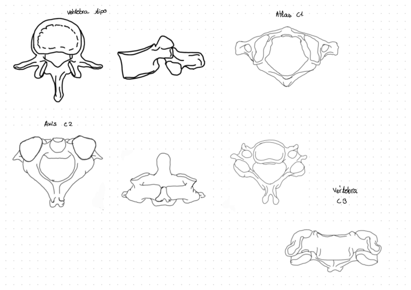 Miniatura del documento LAMINAS-ANATOMIA.pdf
