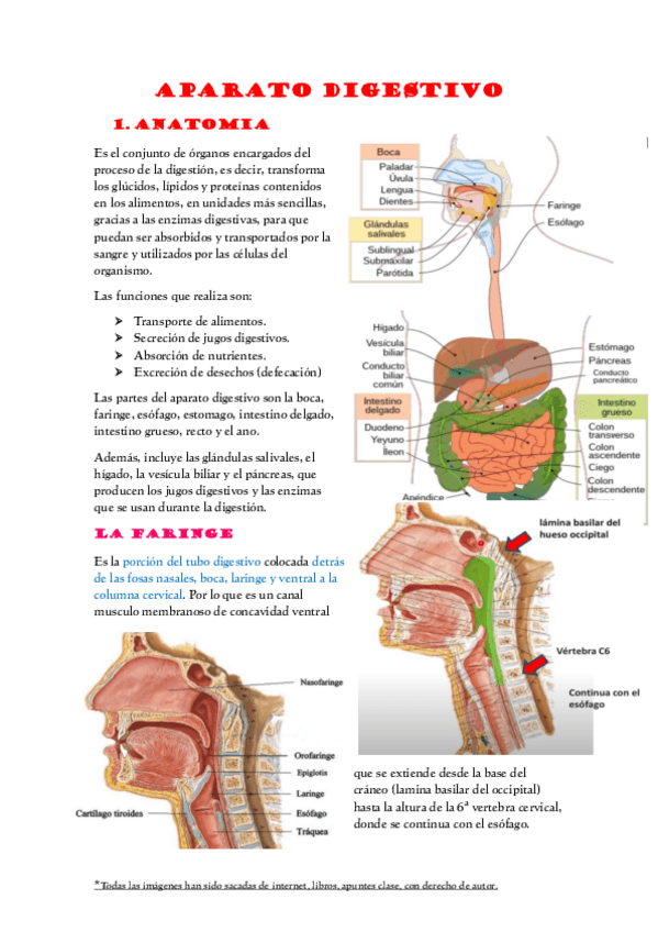 Miniatura del documento TEMA 9 y 10 (PART.1-2)-AP. DIGESTIVO y GENITOURINARIO + ANEXO -(ANATOMIA Y FISIOLOGIA).pdf