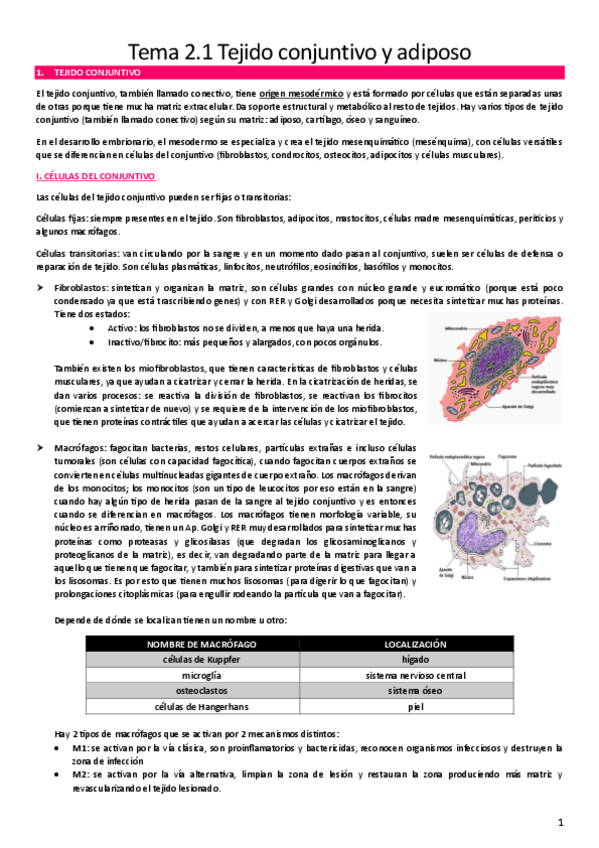 Miniatura del documento T2.-Tejido-conjuntivo-y-oseo.pdf