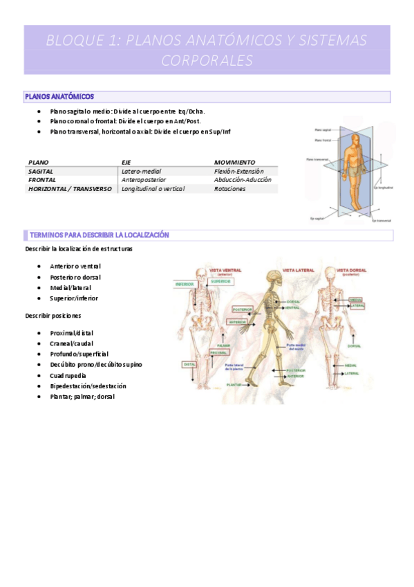 Miniatura del documento BLOQUE-1-PLANOS-ANATOMICOS-Y-SISTEMAS-CORPORALES.pdf