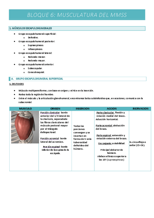 Miniatura del documento BLOQUE-6-MUSCULOS-DEL-MMSS.pdf
