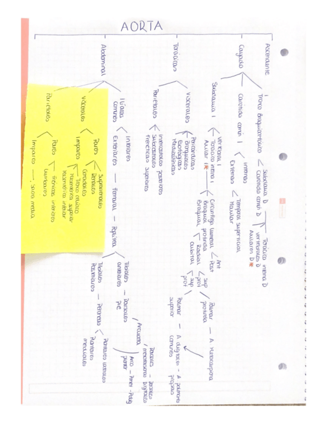 Miniatura del documento ESQUEMA-ARTERIAS.pdf