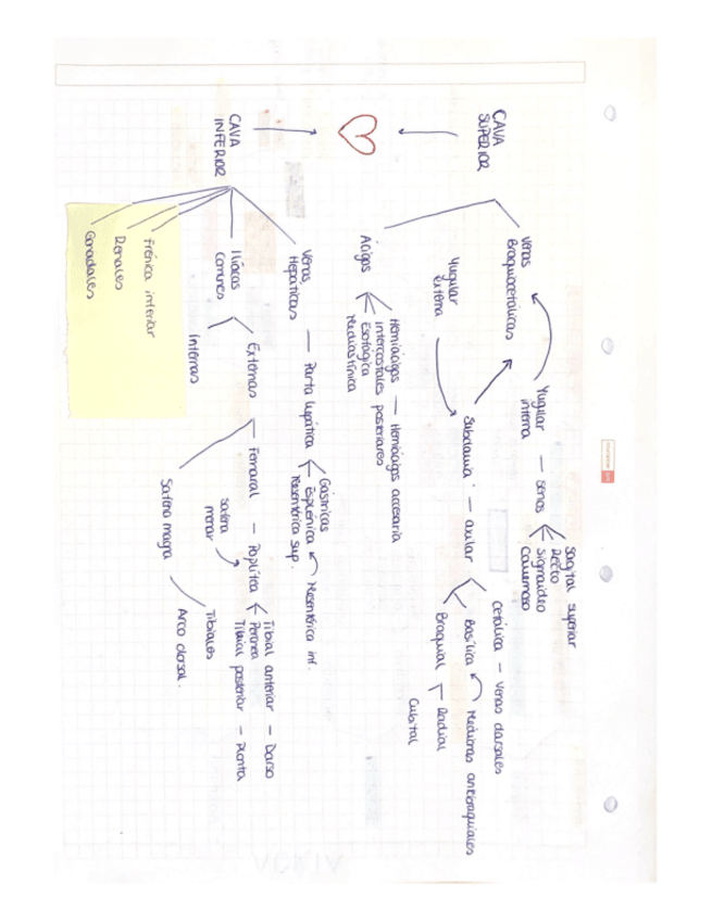 Miniatura del documento ESQUEMA-VENAS.pdf