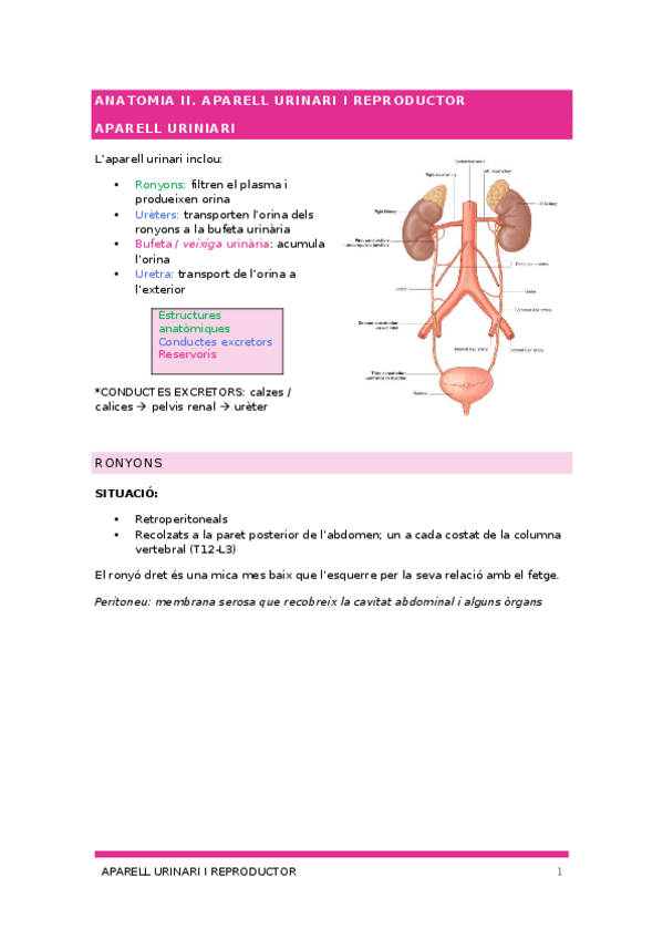 Miniatura del documento aparell-urinari-i-reproductor.docx