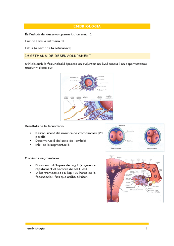 Miniatura del documento EMBRIOLOGIA.docx