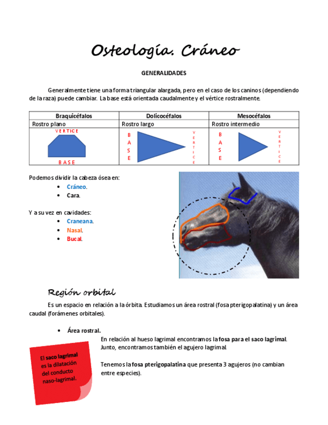 Miniatura del documento Osteología veterinaria general.pdf