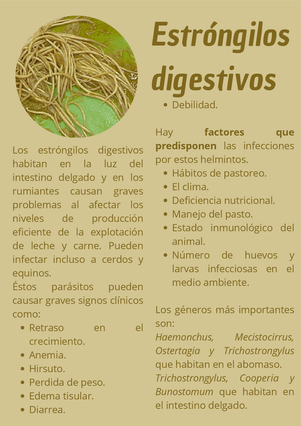 Miniatura del documento Guia-parasitologica-Estrongilos-digestivos.pdf