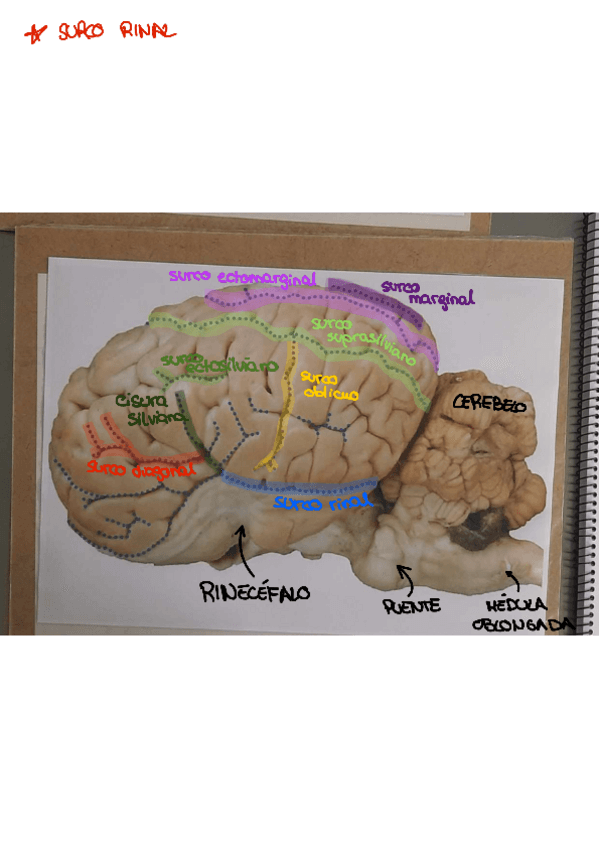 Miniatura del documento Laminas-encefalo-practica-5.pdf