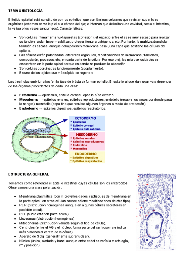 Miniatura del documento HISTOLOGIA-TEMA-8.pdf