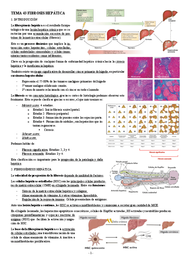Miniatura del documento PATOLOGIA-TEMA-43-FIBROSIS-HEPATICA.pdf