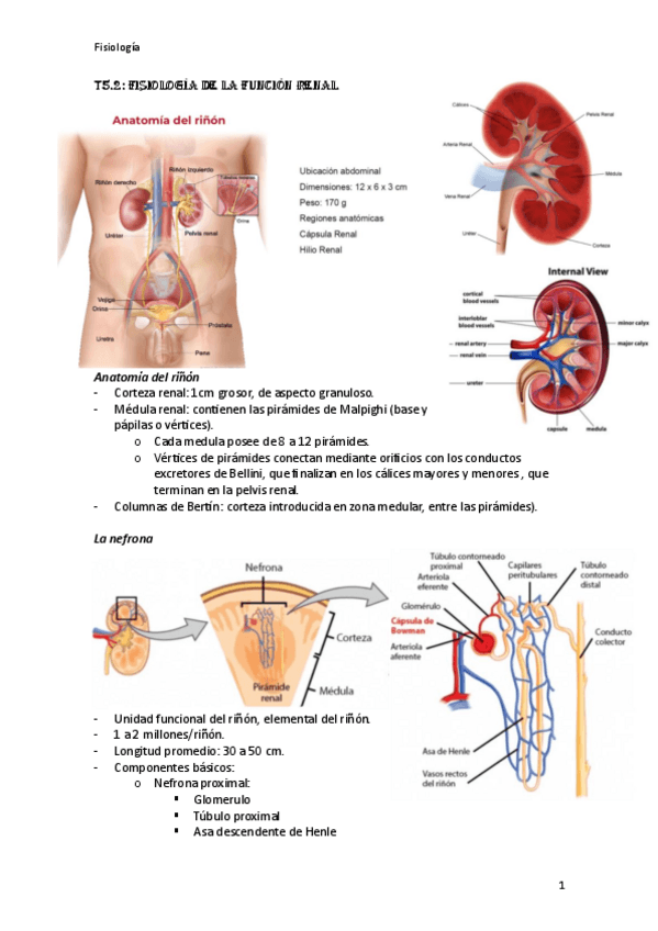 Miniatura del documento T5.2-fisiologia.pdf