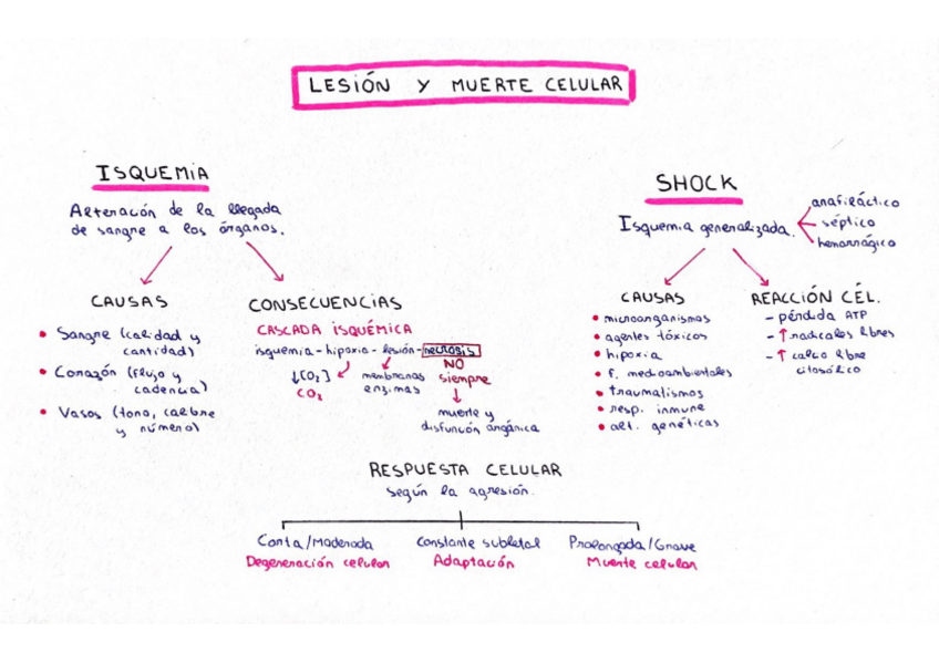 Miniatura del documento Resumen-Lesion-y-muerte-celular.pdf