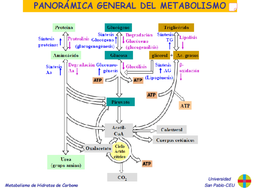Miniatura del documento Tema-18.-Glucolisis.pdf