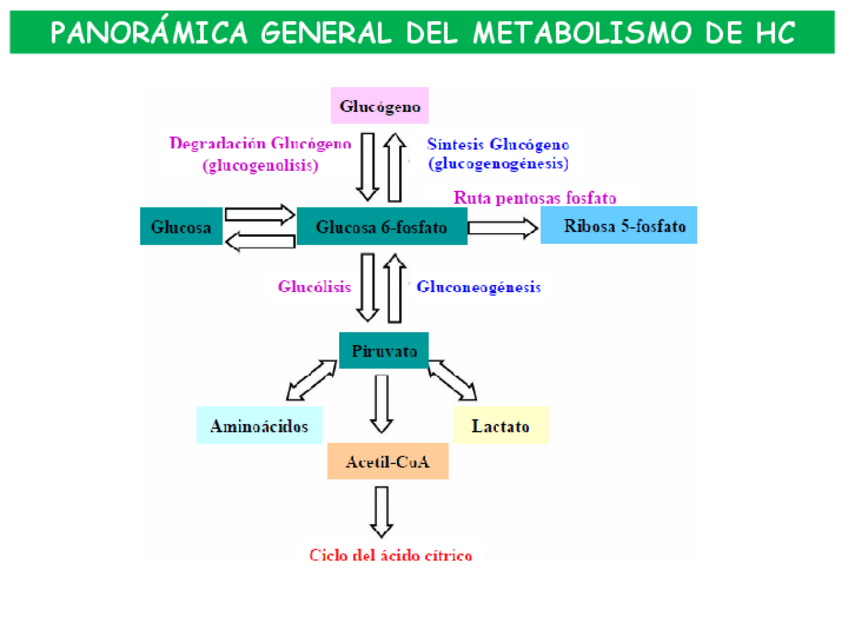 Miniatura del documento Tema-21.-Metabolismo-glucogeno-2021-2021-11-24-165759.pdf