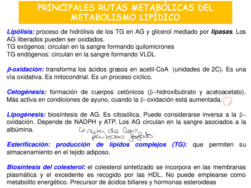Miniatura del documento TEMA-2526-LIPOGENESIS-Y-SINTESIS-DE-TRIACILGLICERIDOS-y-colesterol.pdf