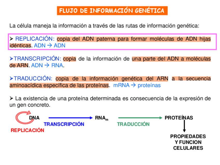 Miniatura del documento TEMA-31-34.-FLUJO-INFORMACION-GENETICA-2021.pdf