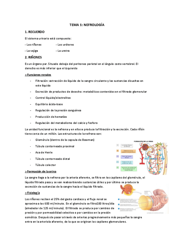 Miniatura del documento NEFRO-NACHO.pdf