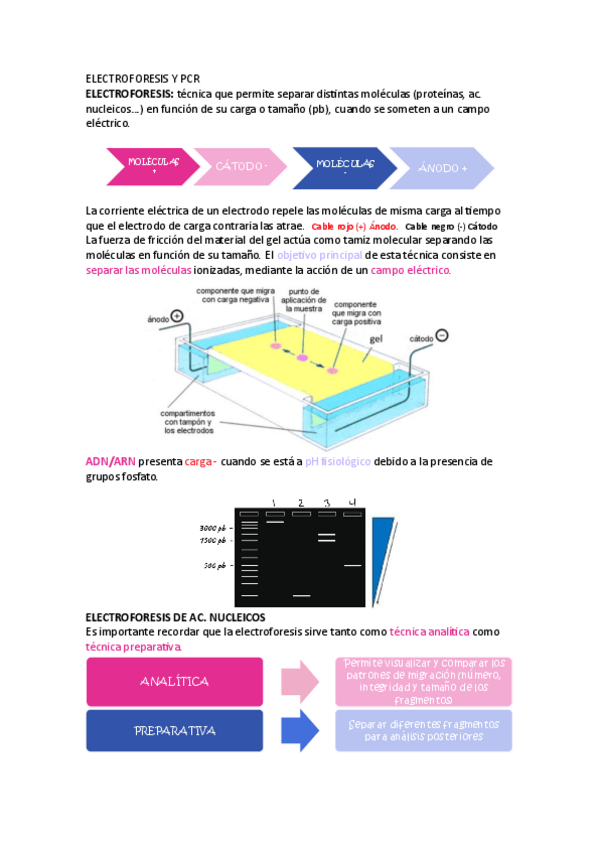Miniatura del documento ELECTROFORESIS-Y-PCR.pdf