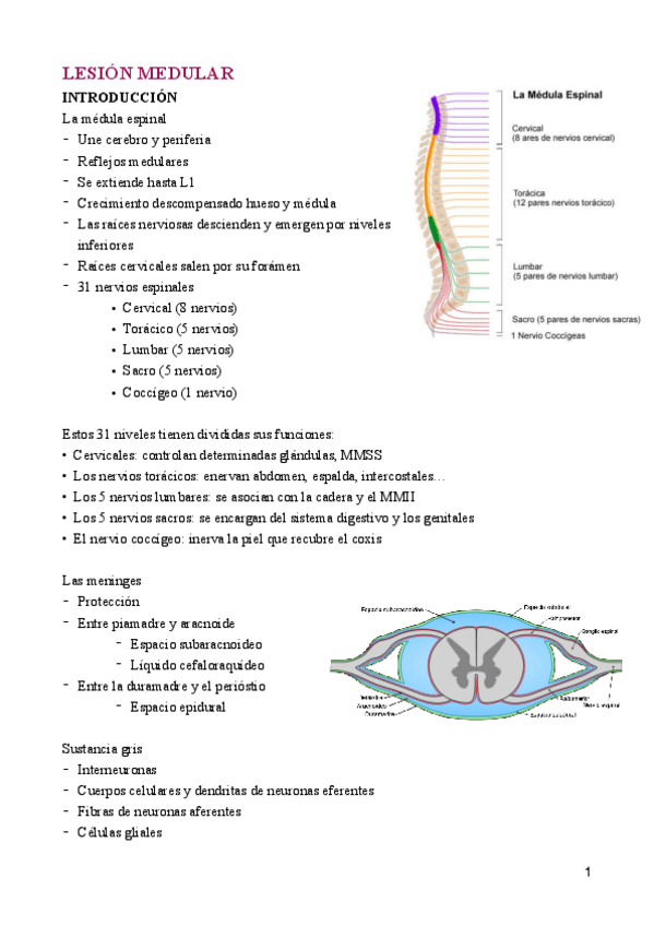 Miniatura del documento tema-7-Lesion-medular-1pdf.pdf