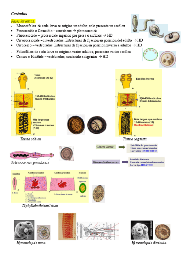 Miniatura del documento Cestodos-Resumen.pdf