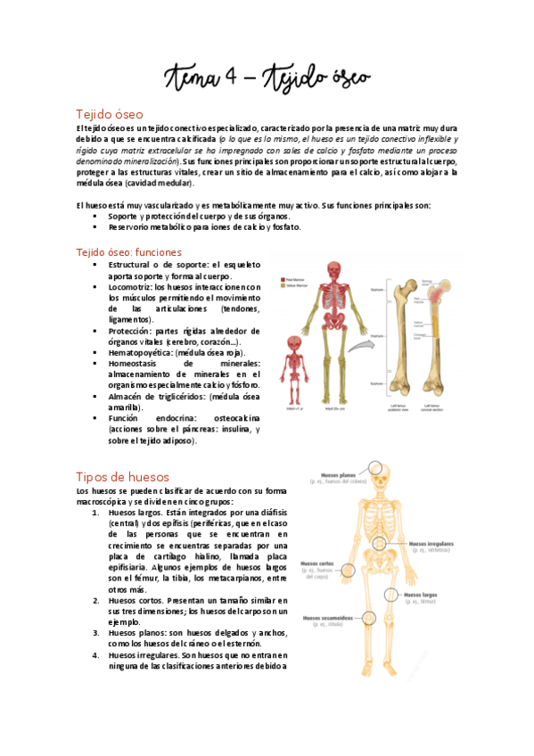 Miniatura del documento Tema 4 - Tejido óseo.pdf