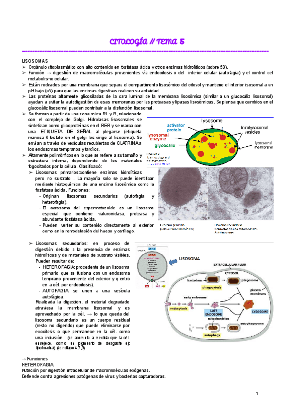 Miniatura del documento CITOLOGIA--TEMA-5.pdf