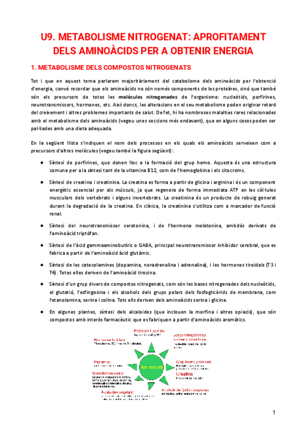 Miniatura del documento U9.-METABOLISME-NITROGENAT-APROFITAMENT-DELS-AMINOACIDS-PER-A-OBTENIR-ENERGIA.pdf