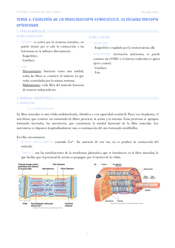 Miniatura del documento Tema-6-fisio.pdf