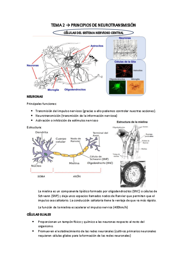 Miniatura del documento TEMA-2-APUNTES.pdf