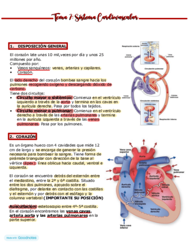 Miniatura del documento Anatomia-tema-7.-Sistema-Cardiovascular-primero-de-enfermeria.pdf