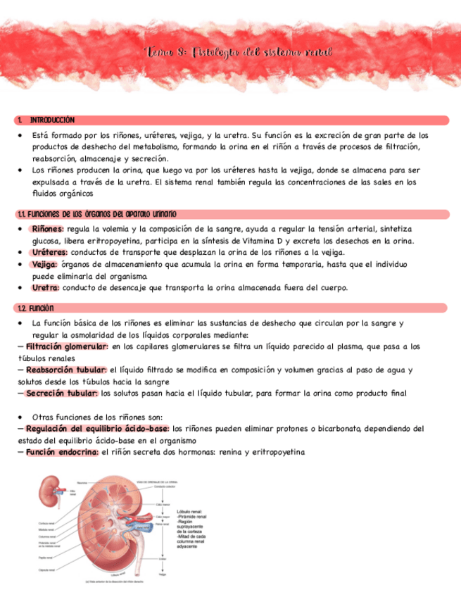 Miniatura del documento TEMA-8-SISTEMA-RENAL-Primero-de-enfermeria.pdf