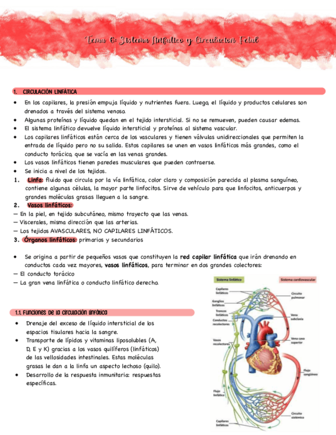 Miniatura del documento TEMA-6-SISTEMA-LINFATICO-Y-CIRCULACION-FETAL-Primero-de-enfermeria.pdf