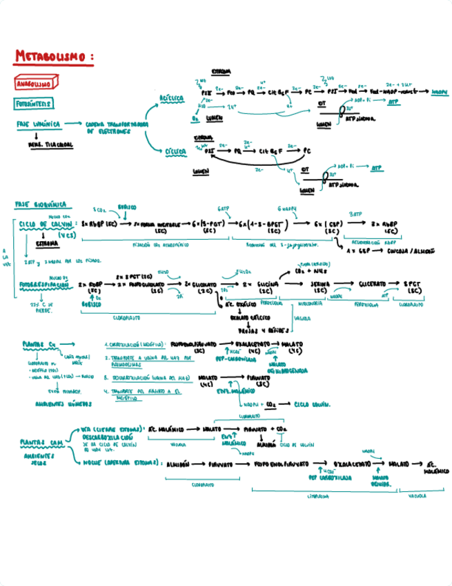 Miniatura del documento ESQUEMAS-TODO-METABOLISMO-MH-Biologia-general.pdf