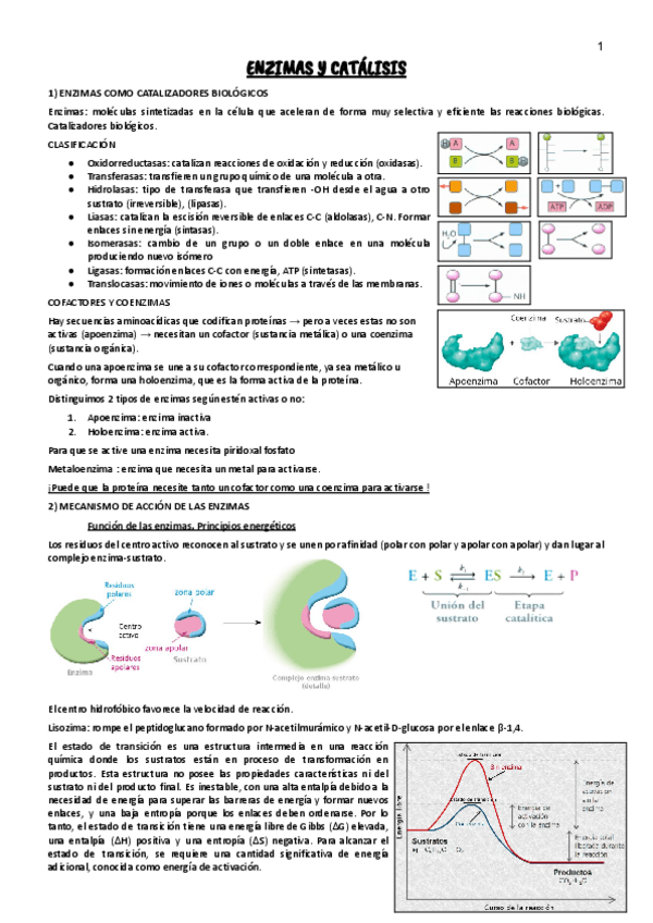 Miniatura del documento Tema-8--ENZIMAS-Y-CATALISIS.pdf