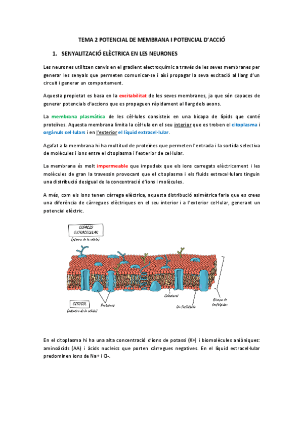 Miniatura del documento tema-2-potencial-de-membrana.pdf