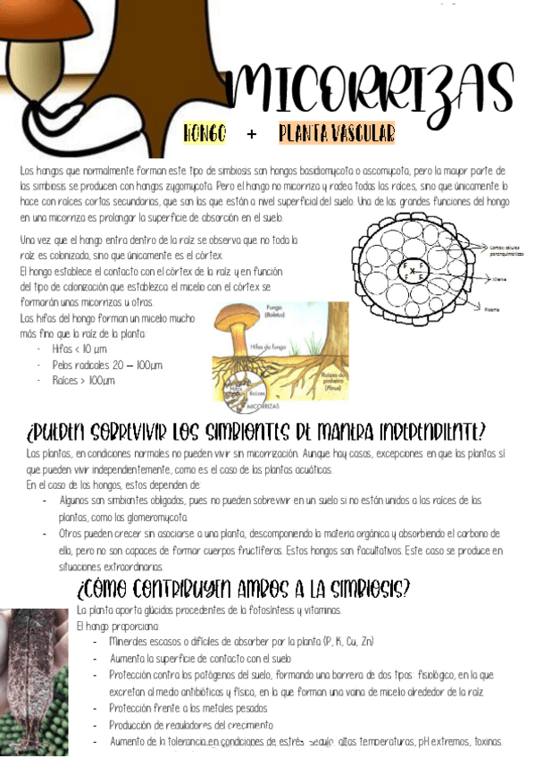 Miniatura del documento TEMA 6B - LAS MICORRIZAS.pdf