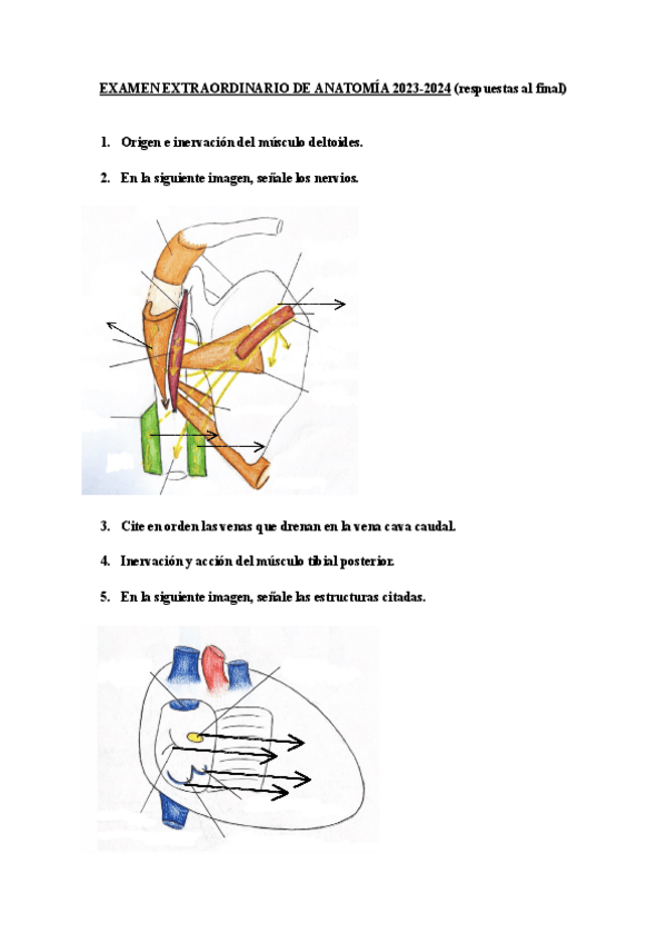 Miniatura del documento EXAMEN-EXTRAORDINARIO-ANATO-2023-2024.pdf