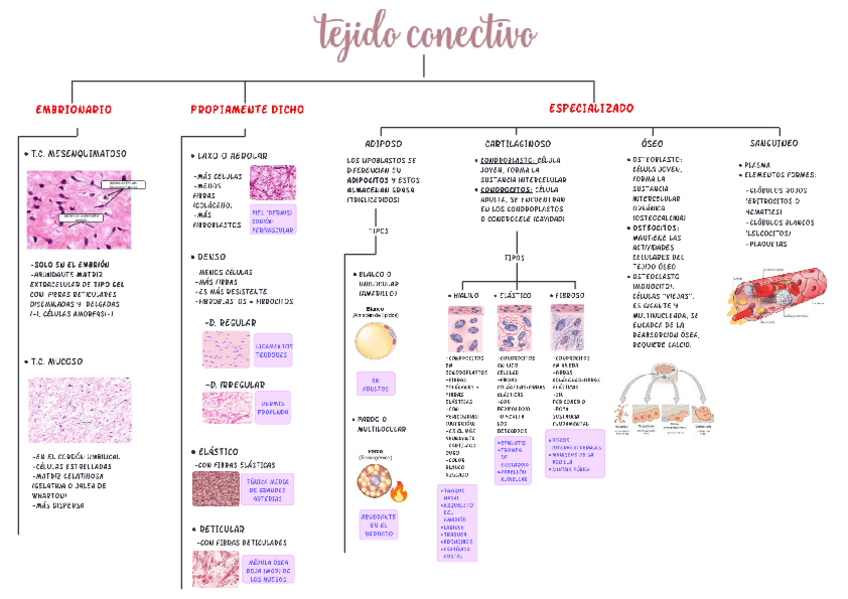Miniatura del documento TEJIDO-CONECTIVO.pdf