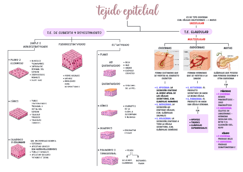 Miniatura del documento TEJIDO-EPITELIAL.pdf