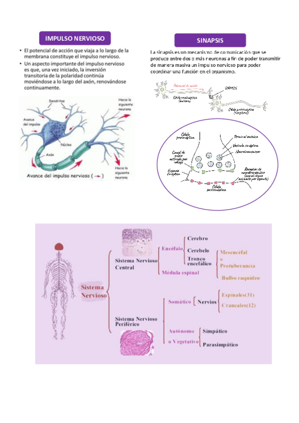 Miniatura del documento TEJIDO-NERVIOSO-SINAPSIS-E-IMPULSO.pdf