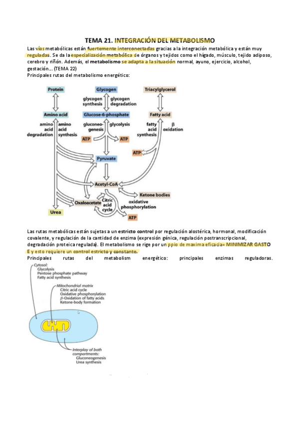 Miniatura del documento T21-22-INTEGRACION-METAB.pdf