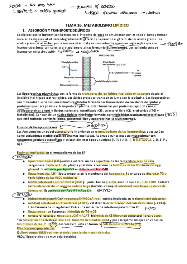Miniatura del documento T16-17-METABOLISMO-LIPIDOS.pdf