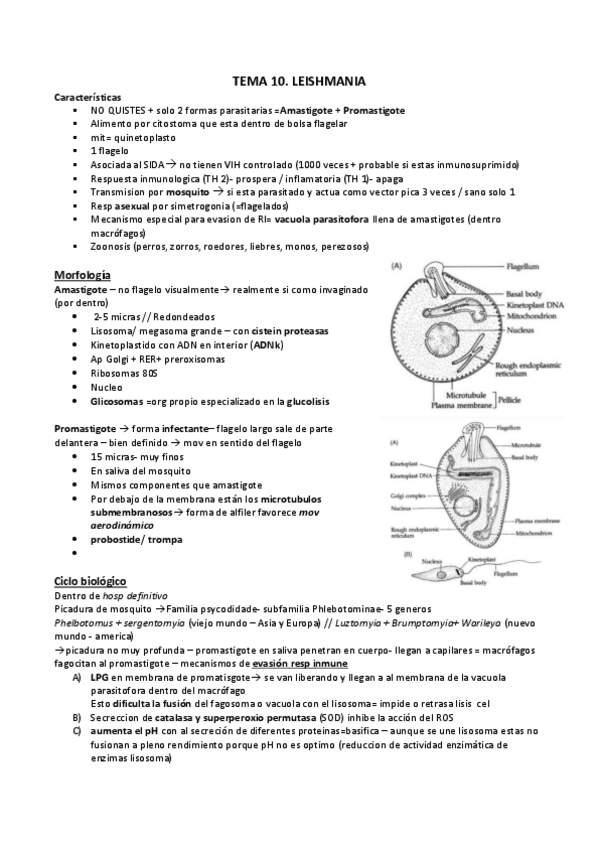 Miniatura del documento T-1011.-LEISHMANIATRYPANOSOMA.pdf