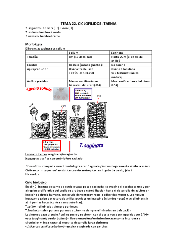 Miniatura del documento T22.CICLOFILIDOS.TAENIA.pdf