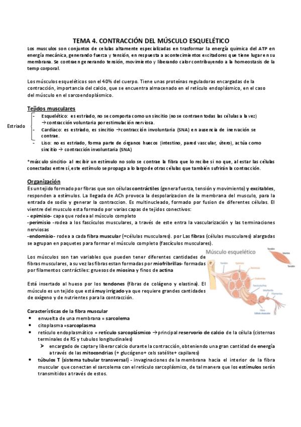 Miniatura del documento T-4.CONTRACCION-MUSC-ESQUELETICO.pdf